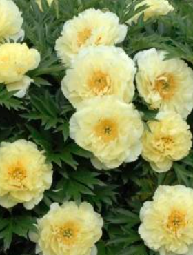 Piwonia chińska Itoh Bartzella