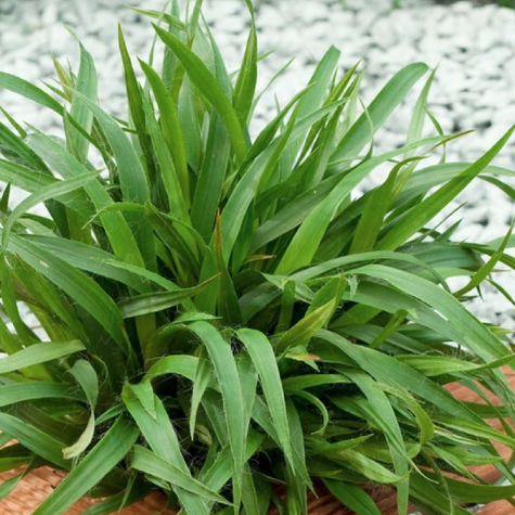 Kosmatka olbrzymia Sherwood
