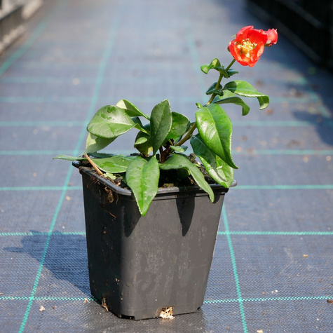 Pigwowiec okazały Rubra (P9)