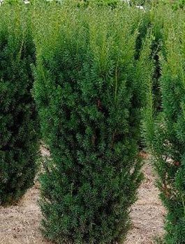 Cis pośredni Hicksii 