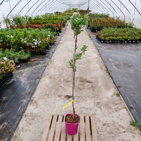 Wiciokrzew pomorski Belgica MROZOODPORNY