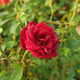 Róża okrywowa The Fairy Red czerwona (C2)