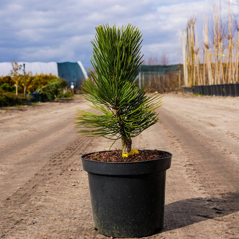 Sosna bośniacka Compact Gem szczepiona NP