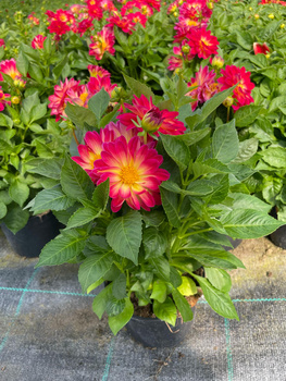 Dalia Lubega Special Bicolor Burgundy
