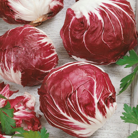 Cykoria liściowa Palla Rossa 5 0,3g