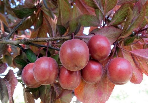 Śliwa wiśniowa Pissardii (obw.8-10, H200/250)
