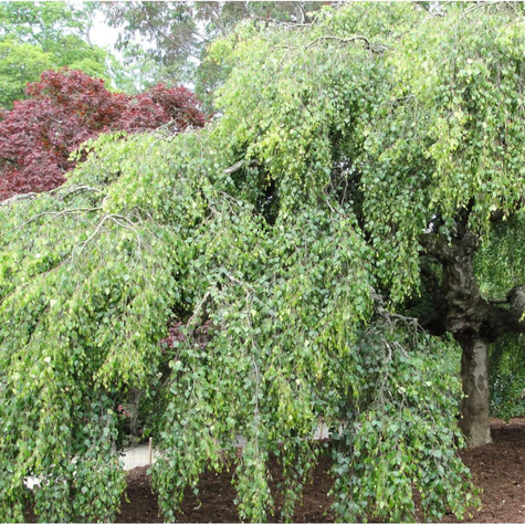 Brzoza brodawkowata Yongii (C2)