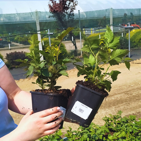 Jeżyna karłowa Dima w doniczce