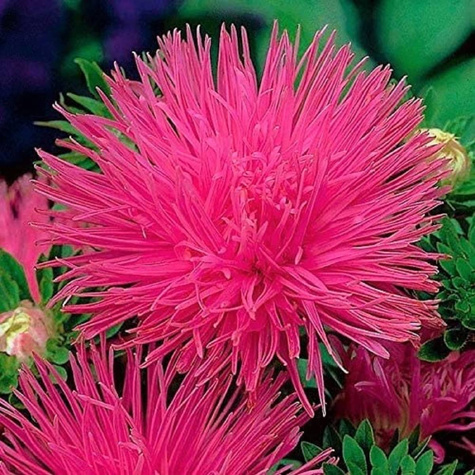 Aster chiński igiełkowy Inga purpurowo-różowy 0,5g