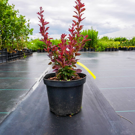 Berberys Thunberga Red Rocket (C2)