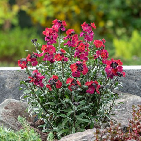 Pszonak Red Jep (C2)