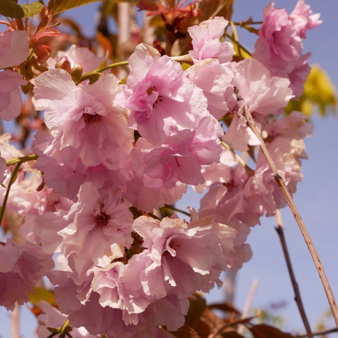 Wiśnia piłkowana Kanzan obw. 2-4cm