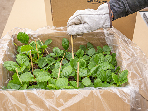 Truskawka pnąca wisząca Selva powtarzająca Multiplat 10szt