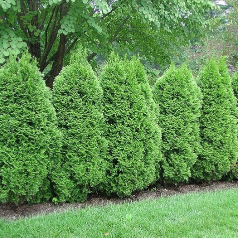 Thuja Tuja Żywotnik zachodni 'Green Egg ®'(C2)