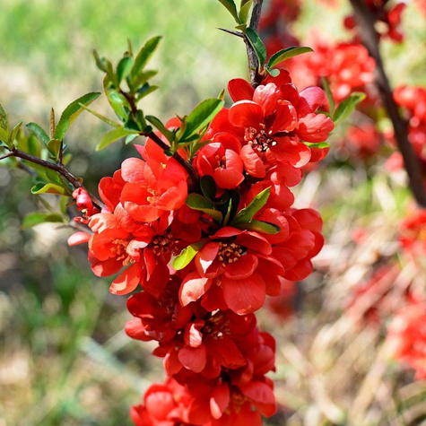 Pigwowiec okazały Mango Storm Pa60 (C2)