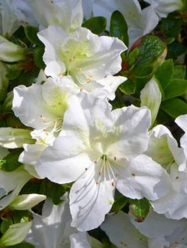 Azalia japońska Mary Helen (C2)