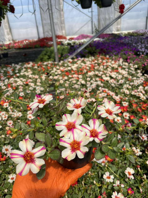 Portulaka zwisająca biało-purpurowa