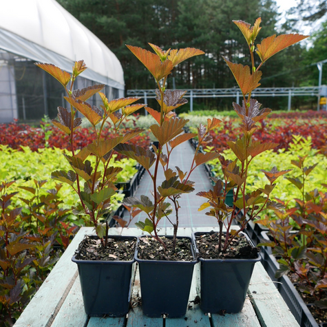 Pęcherznica kalinolistna Schuch (P9)