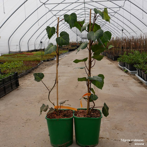 Bluszcz kolchidzki Sulphur Heart