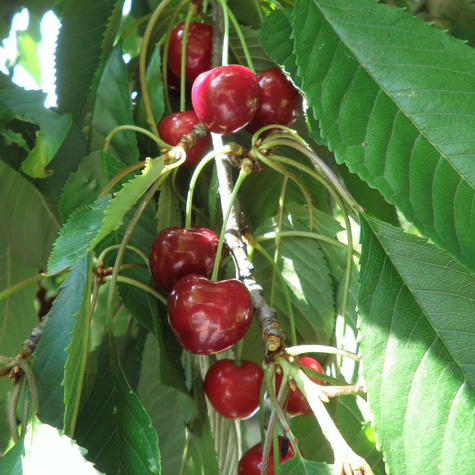 Czereśnia półkarłowa Horka owoce świetnej jakości Plant Pack