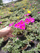 Portulaka zwisająca Mix kolorów