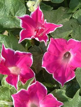 Wilec purpurowy Red Picotee 1g