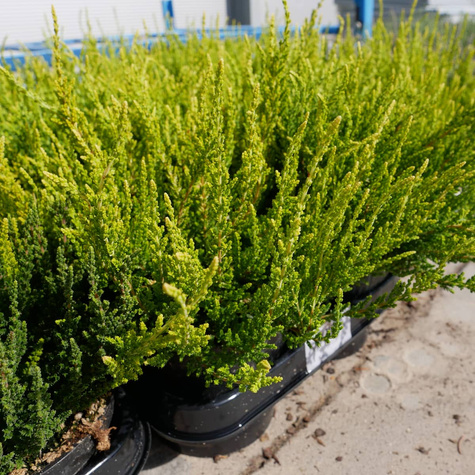 Zestaw 6 x Wrzos pospolity mix kolorów sadzonki