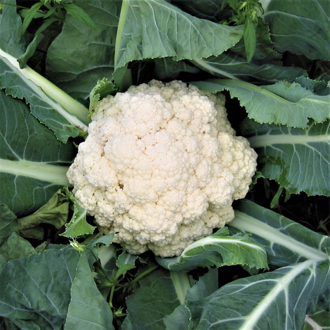 Kalafior średniopóźna Snowball X 1g