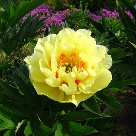 Piwonia drzewiasta Yellow Crown żółta