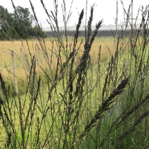 Trzęślica trzcinowata Black Arrows