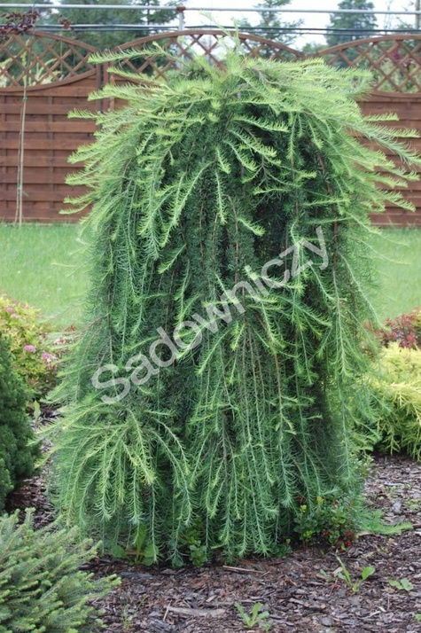 Modrzew europejski Pendula C2