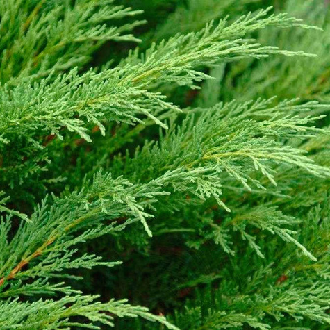 Jałowiec sabiński Jeden z piękniejszych jałowców