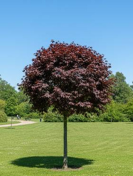 Klon pospolity Crimson King szczepiony na pniu (C5)