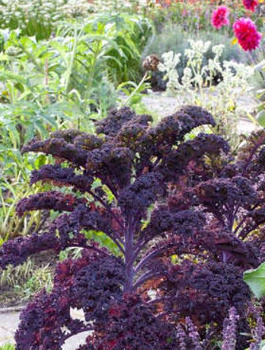Jarmuż kędzierzawy purpurowy Scarlet średniopóźny 1g