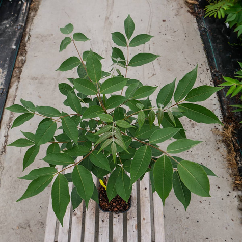 Korkowiec amurski Ozdobny i bardzo odporny Miododajny (C2)