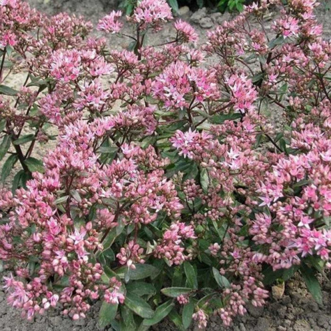 Rozchodnik mieszańcowy Jade Tuffet (C2)