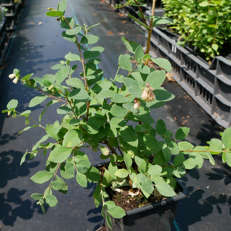 Śnieguliczka Mother of Pearl (P9)