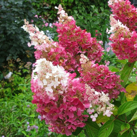 Hortensja bukietowa Pink Diamond (C2)