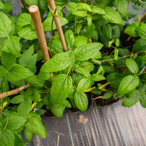 Powojnik Clematis wielkokwiatowy pełny Vyvyan Pennell (C2)