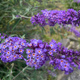 Budleja Dawida Summer Bird Blue (C2)