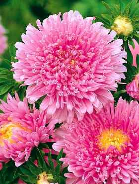 Aster książęcy Zorza różowy 1g