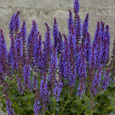 Szałwia omszona Blaukonigin (C2)