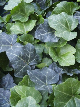 Bluszcz pospolity Hedera Helix