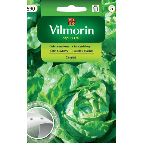 Sałata masłowa Cassini całoroczna 7m