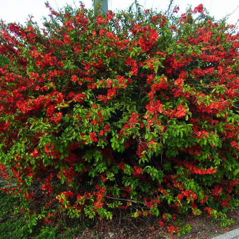 Pigwowiec japoński Red Joy w doniczce