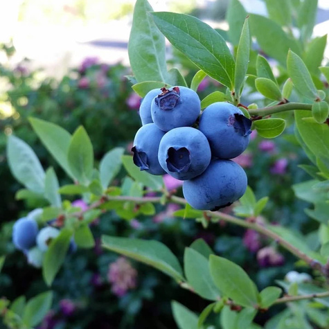 Borówka amerykańska wysoka Bonifacy średnio wczesna