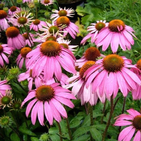 Jeżówka purpurowa Bright Rose (C2)