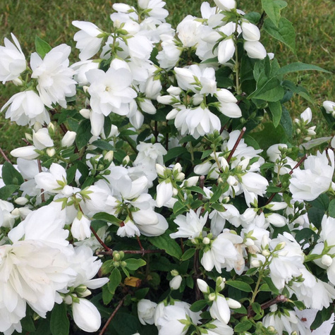 Jaśminowiec Little White Love (C2)