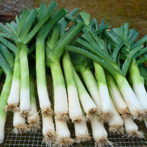 Por Bartek Zimujący - 1g