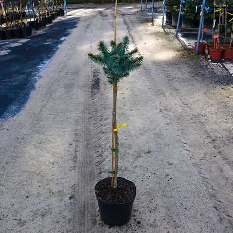 Świerk kłujacy Blaukissen na pniu Pa50